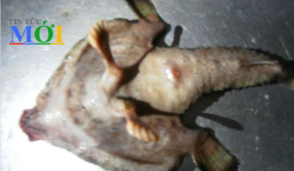 Tìm thấy loài cá kỳ lạ có chân và mũi giống người
