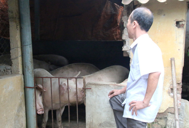 “Giải cứu” lợn thịt: Các địa phương sốt sắng vào cuộc