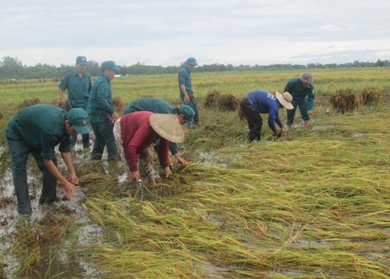 Bộ đội hối hả giúp dân gặt lúa chạy lụt
