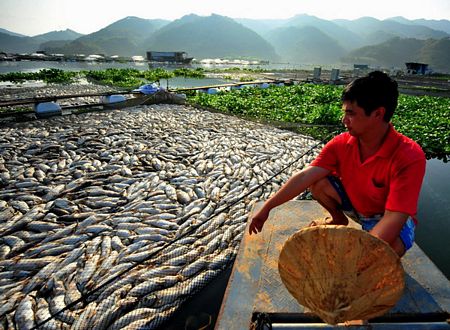 Cá chết hàng loạt ở Trung Quốc