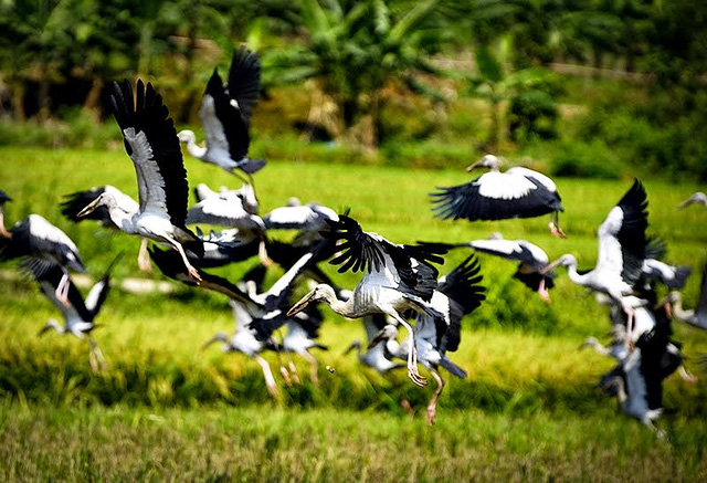 Đàn chim lạ hàng trăm con xuất hiện trên thượng nguồn sông Hồng