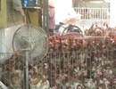 Mỗi ngày hơn 10 tấn gà loại thải Trung Quốc vào Hà Nội