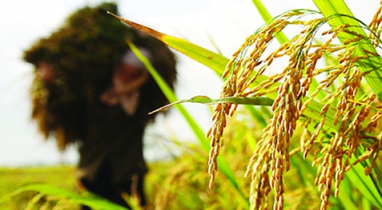 Nông sản Việt: Thói quen sản xuất và tiêu thụ những gì tiện có, dễ có
