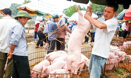 Ồ ạt xuất khẩu lợn sang Trung Quốc: Coi chừng 