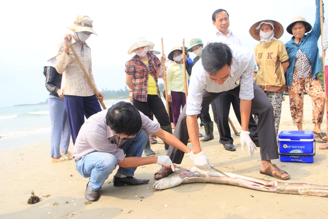 Thủ tướng quyết định hỗ trợ khẩn cấp người dân thiệt hại vụ cá chết