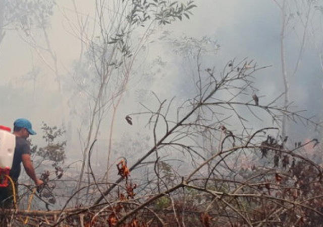Cháy hơn 4.000 m2 rừng phòng hộ
